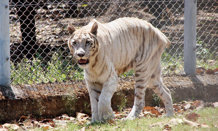 Tiger in Bokaro Zoo