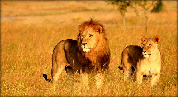 Lions and Lionesses of Gir national park.