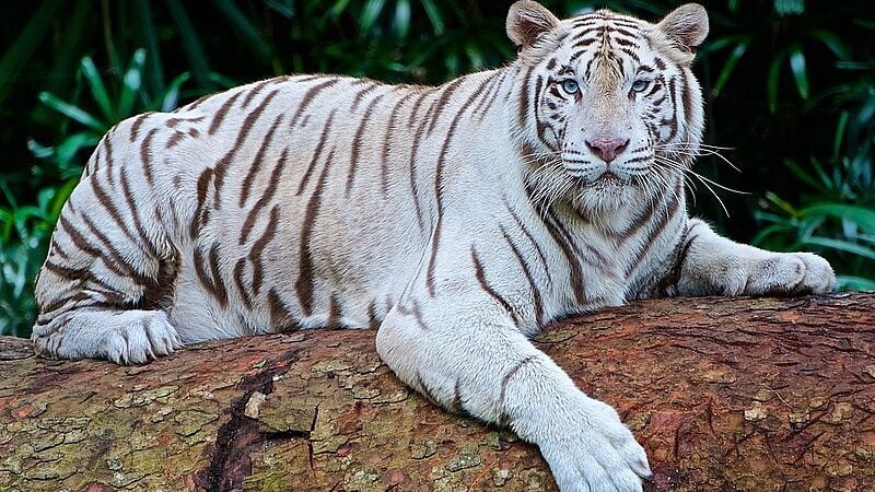 Sundarban national park famous for Bengal Tiger.