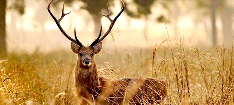 Kanha national park famous for Indian Barasinghha breeding program