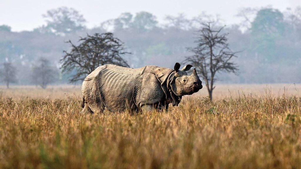 kaziranga national park is famous for Rihnoceros.