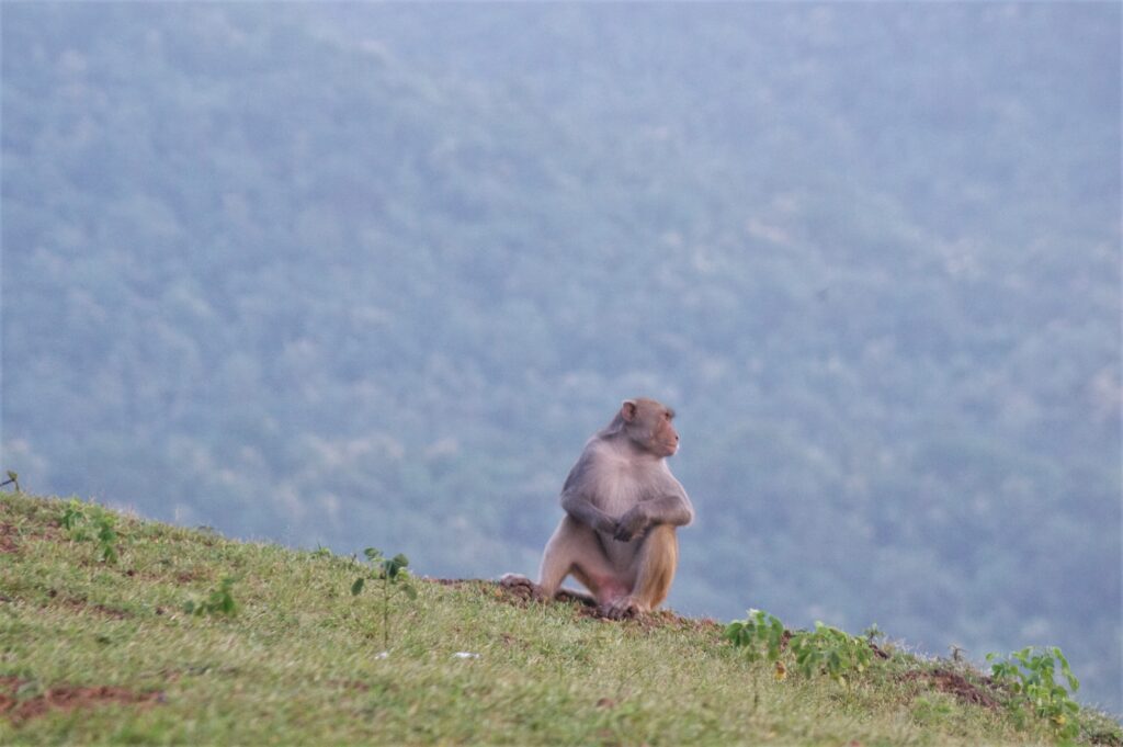 A monkey relaxing - evening time near the Udainagar Ghat - Kunda ki Khai 