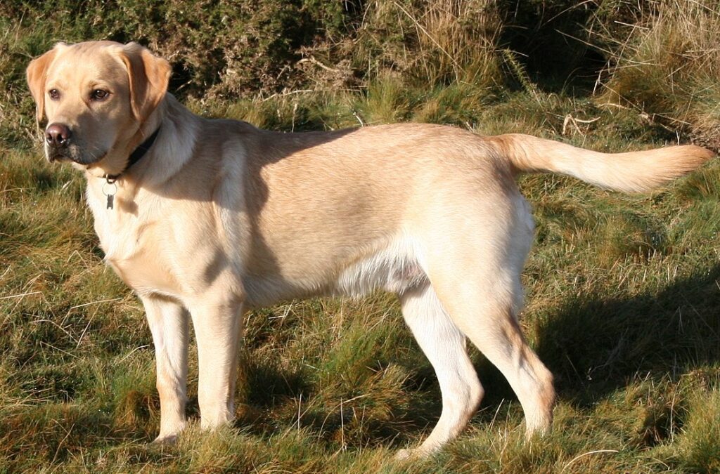 My loving Labrador: Things to know about Dogs - Their Types