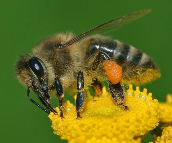 Apis mellifera Honey