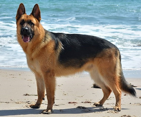 Healthy German Shepherds: Things to know about Dogs - Their Types