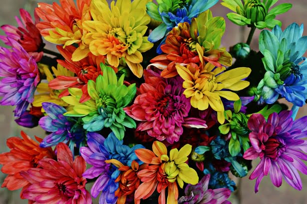 A questions by children why Colourful Flowers