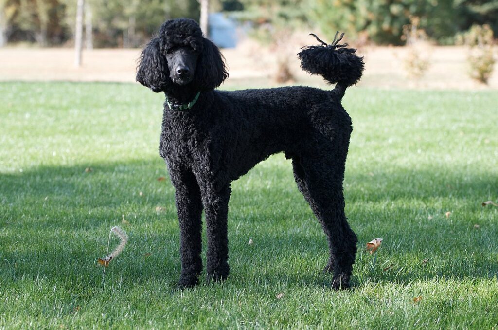 Black Dog: Poddle: Things to know about Dogs - Their Types